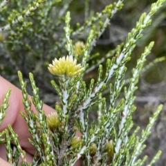 Ozothamnus cupressoides at Cotter River, ACT - 26 Feb 2023