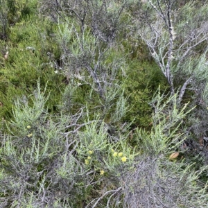 Ozothamnus cupressoides at Cotter River, ACT - 26 Feb 2023 11:39 AM