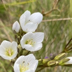 Gentianella muelleriana subsp. jingerensis (Mueller's Snow-gentian) at Namadgi National Park - 26 Feb 2023 by Ned_Johnston