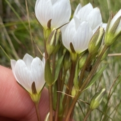 Gentianella muelleriana subsp. jingerensis at Cotter River, ACT - 26 Feb 2023