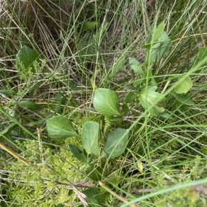 Barbarea grayi at Cotter River, ACT - 26 Feb 2023