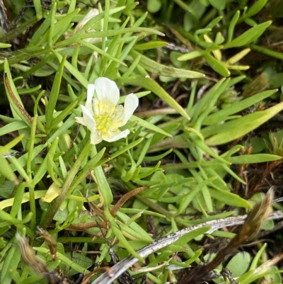 Ranunculus millanii (Dwarf Buttercup) at Cotter River, ACT - 26 Feb 2023 by NedJohnston