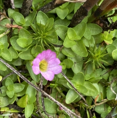 Gratiola nana at Cotter River, ACT - 26 Feb 2023 by NedJohnston
