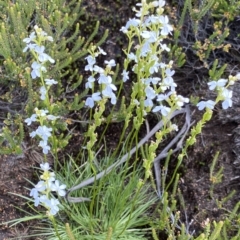 Stylidium montanum (Alpine Triggerplant) at Cotter River, ACT - 26 Feb 2023 by Ned_Johnston