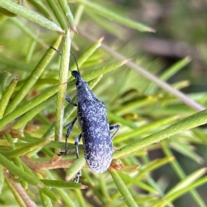 Pachyura australis at Cotter River, ACT - 26 Feb 2023