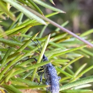 Pachyura australis at Cotter River, ACT - 26 Feb 2023