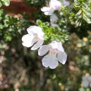 Prostanthera cuneata at Cotter River, ACT - 26 Feb 2023