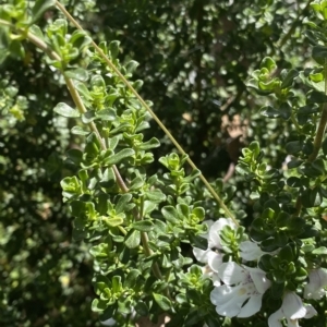 Prostanthera cuneata at Cotter River, ACT - 26 Feb 2023