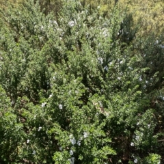 Prostanthera cuneata at Cotter River, ACT - 26 Feb 2023