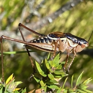 Austrodectes monticolus at Cotter River, ACT - 26 Feb 2023