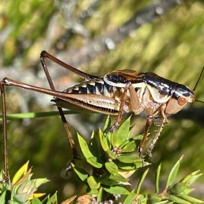 Austrodectes monticolus (Australian shield-back katydid) at Cotter River, ACT - 26 Feb 2023 by Ned_Johnston