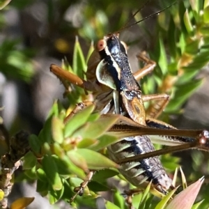 Austrodectes monticolus at Cotter River, ACT - 26 Feb 2023