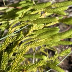 Austrolycopodium fastigiatum (Alpine Club Moss) at Cotter River, ACT - 26 Feb 2023 by NedJohnston