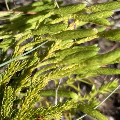 Austrolycopodium fastigiatum (Alpine Club Moss) at Cotter River, ACT - 26 Feb 2023 by NedJohnston