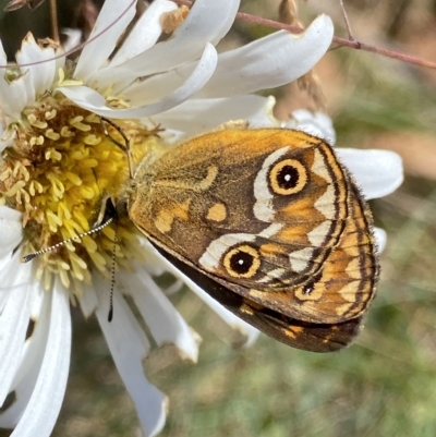 Oreixenica correae (Orange Alpine Xenica) at Cotter River, ACT - 26 Feb 2023 by Ned_Johnston