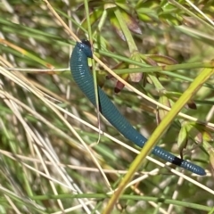 Hirudinea sp. (Class) (Unidentified Leech) at Cotter River, ACT - 26 Feb 2023 by Ned_Johnston