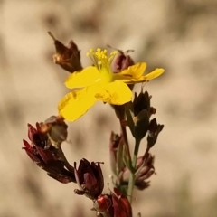 Hypericum gramineum at Paddys River, ACT - 26 Feb 2023 09:54 AM