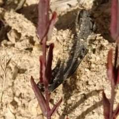 Hypericum gramineum at Paddys River, ACT - 26 Feb 2023 09:54 AM