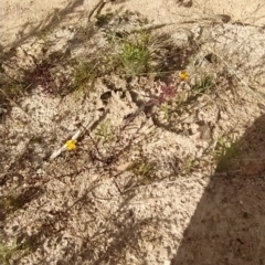 Hypericum gramineum at Paddys River, ACT - 26 Feb 2023 09:54 AM