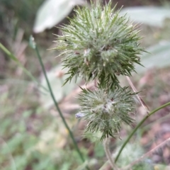 Navarretia squarrosa (Californian Stinkweed) at Paddys River, ACT - 25 Feb 2023 by KumikoCallaway