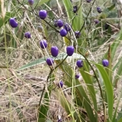 Dianella tasmanica (Tasman Flax Lily) at Paddys River, ACT - 26 Feb 2023 by KumikoCallaway