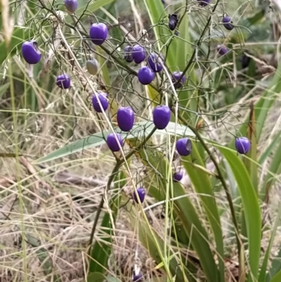 Dianella tasmanica (Tasman Flax Lily) at Paddys River, ACT - 25 Feb 2023 by KumikoCallaway