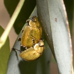 Paropsisterna cloelia (Eucalyptus variegated beetle) at Hawker, ACT - 26 Jan 2023 by AlisonMilton