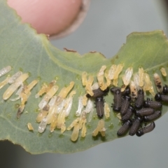 Paropsisterna cloelia at Hawker, ACT - 26 Jan 2023