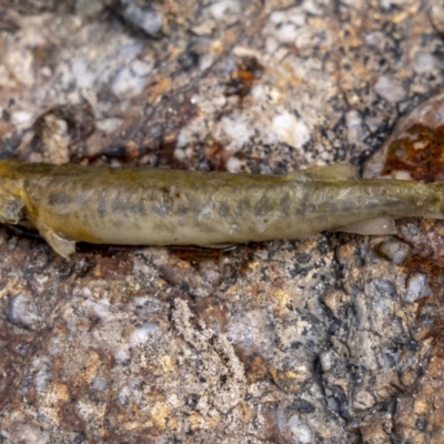 Galaxias olidus (Mountain Galaxias) at Paddys River, ACT - 26 Feb 2023 by trevsci