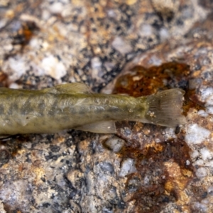 Galaxias olidus at Paddys River, ACT - 26 Feb 2023 10:26 AM