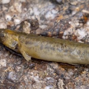 Galaxias olidus at Paddys River, ACT - 26 Feb 2023 10:26 AM