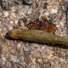 Galaxias olidus at Paddys River, ACT - 26 Feb 2023 10:26 AM