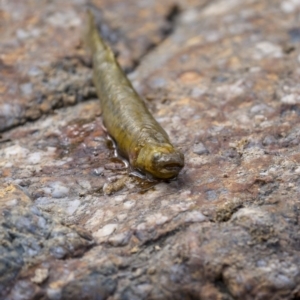 Galaxias olidus at Paddys River, ACT - 26 Feb 2023