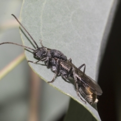 Myrmecia piliventris (Golden tail bull ant) at Hawker, ACT - 26 Jan 2023 by AlisonMilton