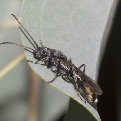 Myrmecia piliventris (Golden tail bull ant) at Hawker, ACT - 26 Jan 2023 by AlisonMilton