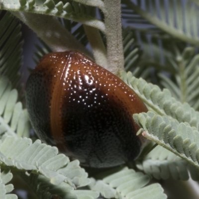 Dicranosterna immaculata (Acacia leaf beetle) at Hawker, ACT - 25 Jan 2023 by AlisonMilton