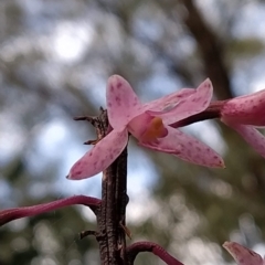 Dipodium roseum (Rosy Hyacinth Orchid) at Paddys River, ACT - 26 Feb 2023 by KumikoCallaway