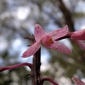 Dipodium roseum at Paddys River, ACT - 26 Feb 2023