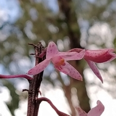 Dipodium roseum at Paddys River, ACT - suppressed