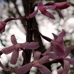 Dipodium roseum at Paddys River, ACT - 26 Feb 2023