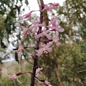 Dipodium roseum at Paddys River, ACT - suppressed