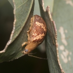 Paropsis aspera (Eucalyptus Tortoise Beetle) at Hawker, ACT - 26 Jan 2023 by AlisonMilton