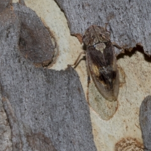 Stenocotis depressa at Hawker, ACT - 26 Jan 2023 10:09 AM