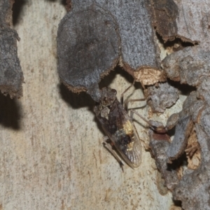 Stenocotis depressa at Hawker, ACT - 26 Jan 2023 10:09 AM