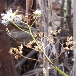 Senecio linearifolius at Paddys River, ACT - 26 Feb 2023