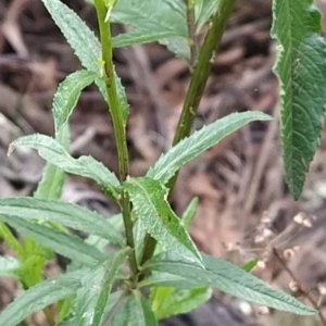 Senecio linearifolius at Paddys River, ACT - 26 Feb 2023