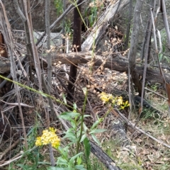 Senecio linearifolius at Paddys River, ACT - 26 Feb 2023