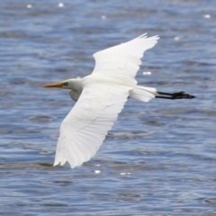 Ardea plumifera (Plumed Egret) at Fyshwick, ACT - 26 Feb 2023 by RodDeb