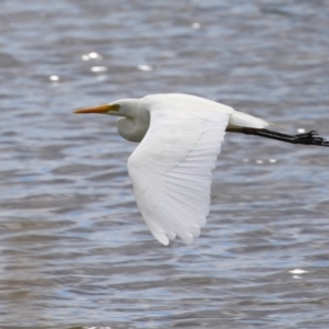 Ardea plumifera at Fyshwick, ACT - 26 Feb 2023 02:46 PM