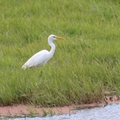 Ardea plumifera at Fyshwick, ACT - 26 Feb 2023 02:46 PM